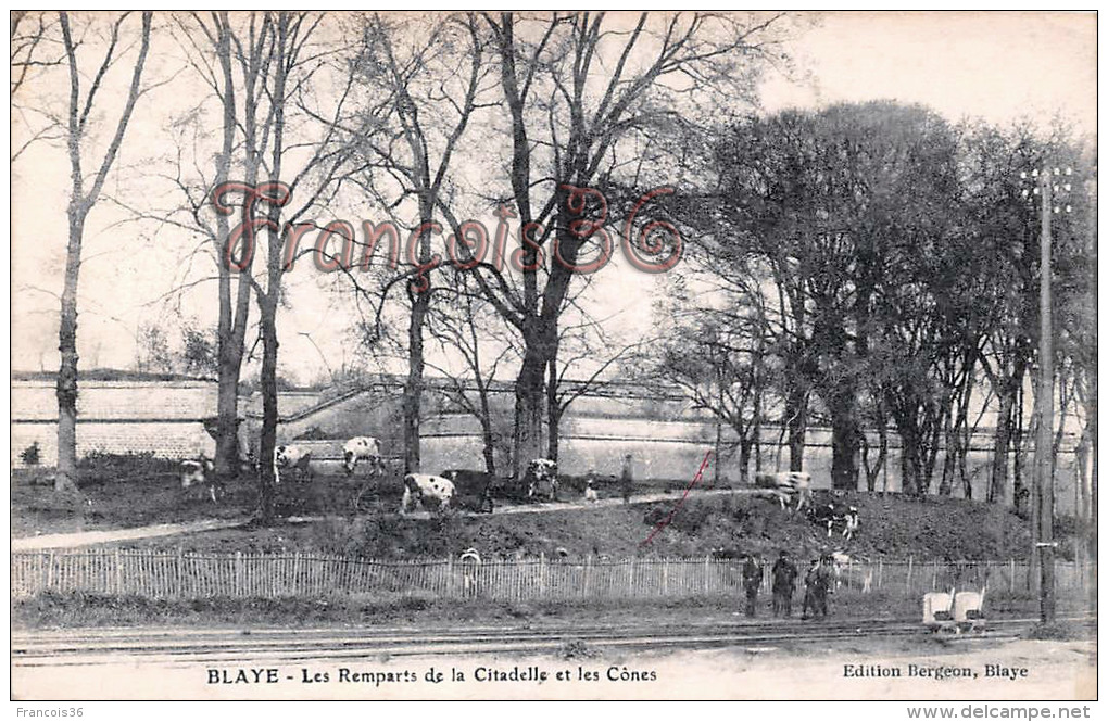 (33) Blaye - Intérieur De La Citadelle Et Les Cônes - Troupeaux De Vaches Boeufs - BE - 2 SCANS - Blaye