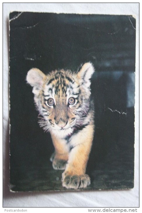 Siberian Tiger Cub - OLD  Postcard 1982 - Tijgers