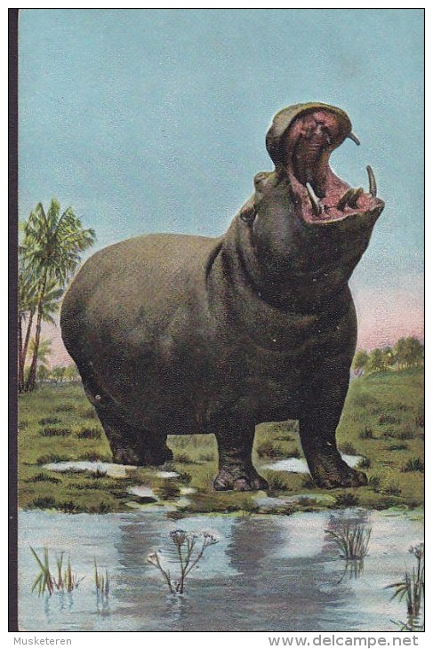 Germany PPC The Hippopotamus Flusspferd Hippopotame Hippo Theocrom Series Klio (2 Scans) - Hippopotames