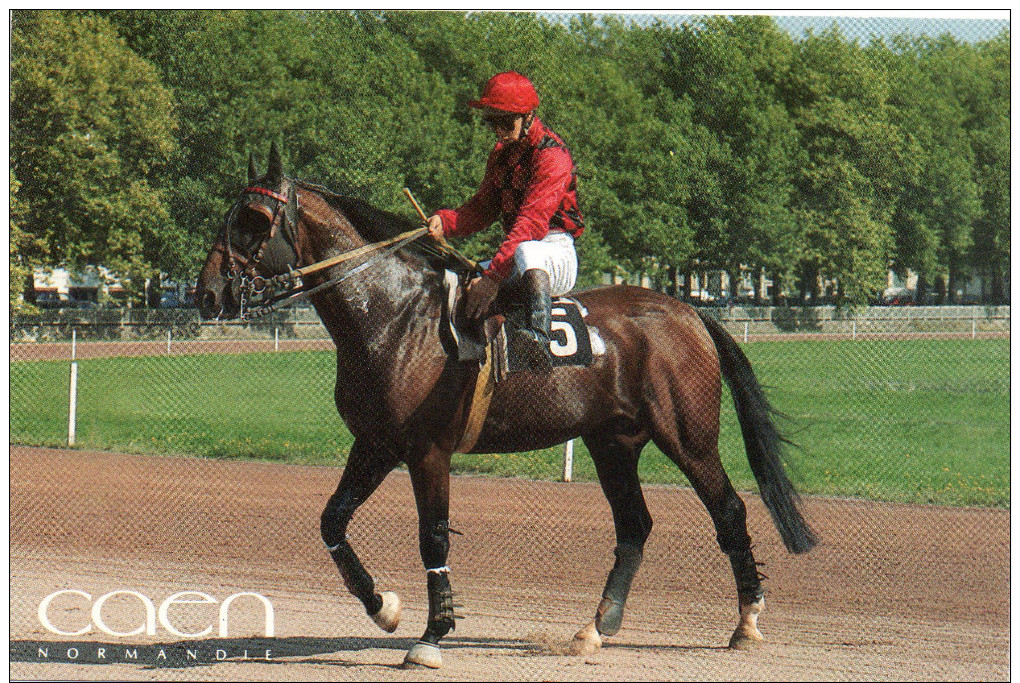 Cpm   14  Caen , Trotteur A L'hippodrome - Caen