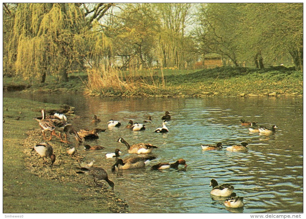 Postcard - Wildfowl Trust - Peakirk. L6/SP.4040 - Birds