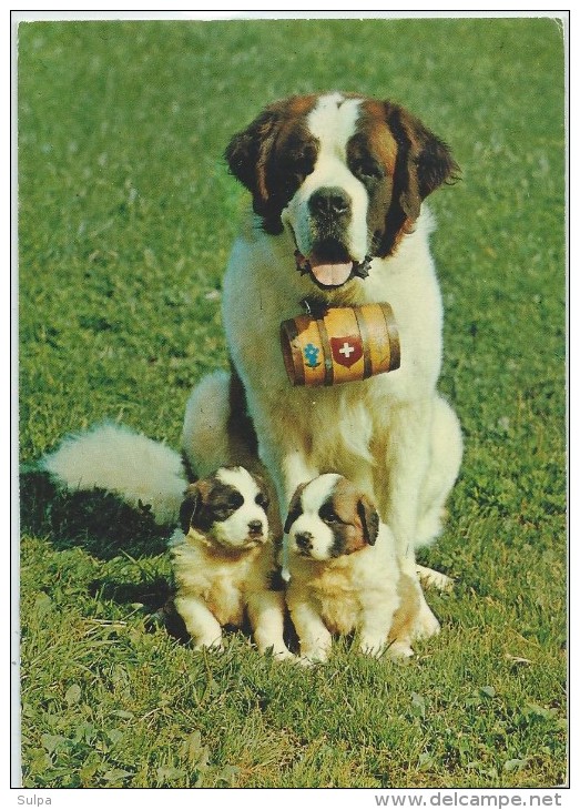 Chiens Du Grand Saint-Bernard. Bernhardinerhunde, Aus Dem Zwinger Vom Säuliamt, Ottenbach ZH - Chiens