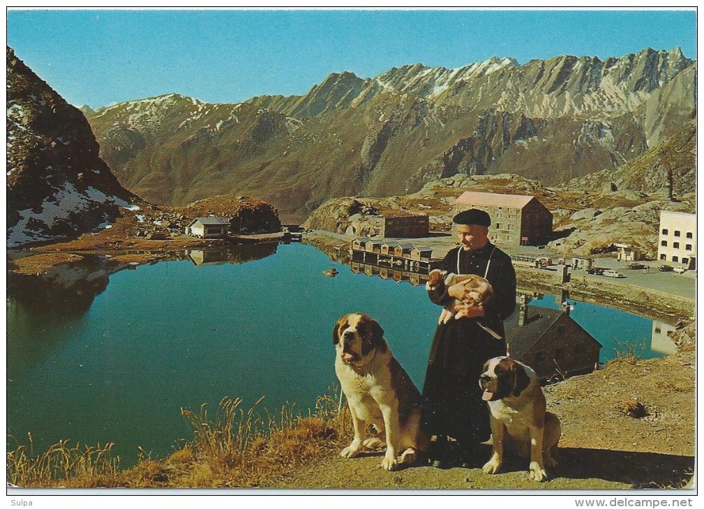 Chiens Du Grand Saint-Bernard Avec Chanoine . Bernhardinerhunde - Chiens