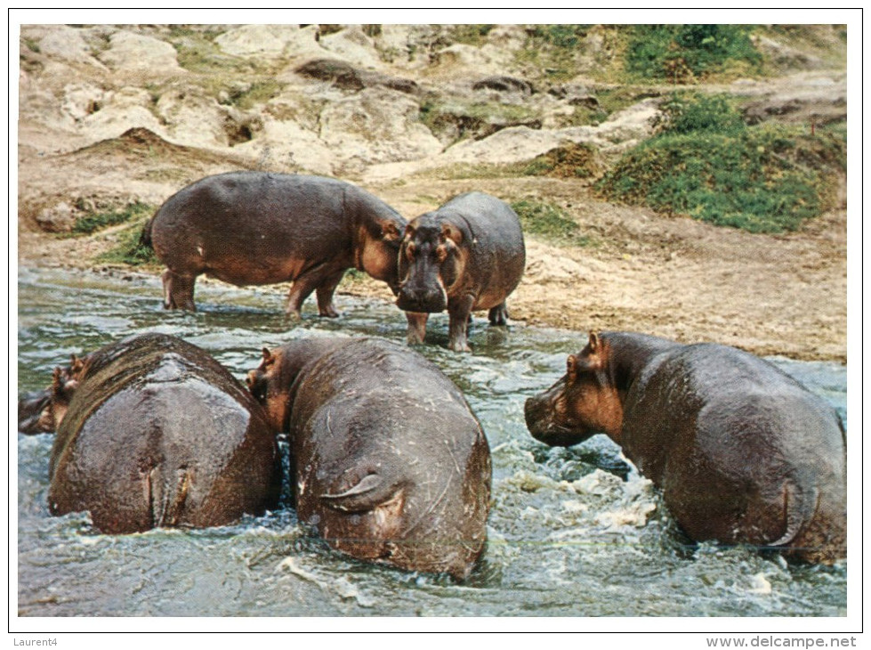 (45) Kenya - Hippopotamus - Hippopotamuses