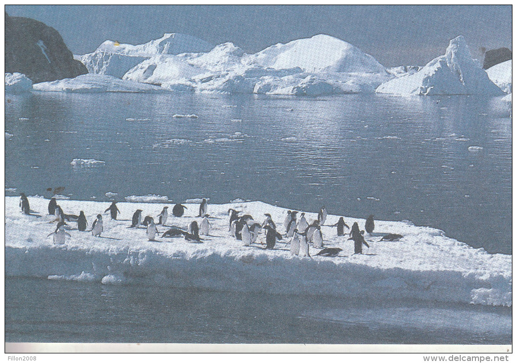 TAAF - Terre Adélie - TAAF : Terres Australes Antarctiques Françaises