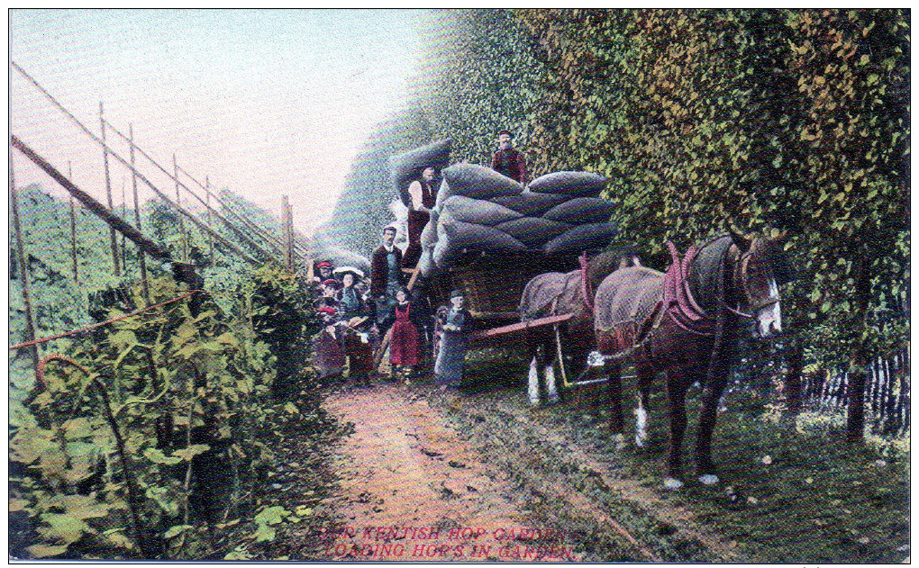 Our Kentish Hop Garden's   Loading Hop's In Garden  -N- - Other & Unclassified