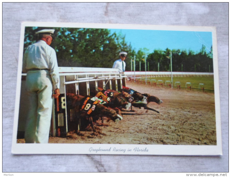 USA   Florida - Greyhound Racing - Breaking The Starting Box  - 1964  Dog Chien Hund D127301 - Daytona