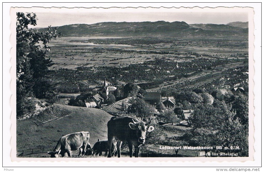 CH-3051   WALZENHAUSEN : Blick Ins Rgeintal - Walzenhausen