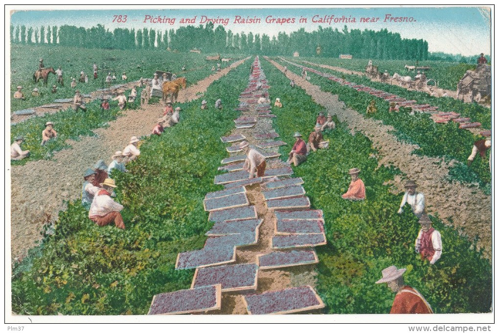 CA - FRESNO - Picking And Drying Raisin Grapes - Vendanges - Fresno