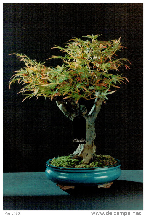 COMPOSIZIONE   PIANTE    ARTIFICIALI    BONSAI    IN LEGNO E SETA - Altri & Non Classificati