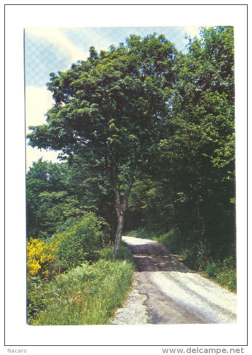 Parc Naturel Régional Du Morvan, Route Du Mont Beuvray - Bourgogne