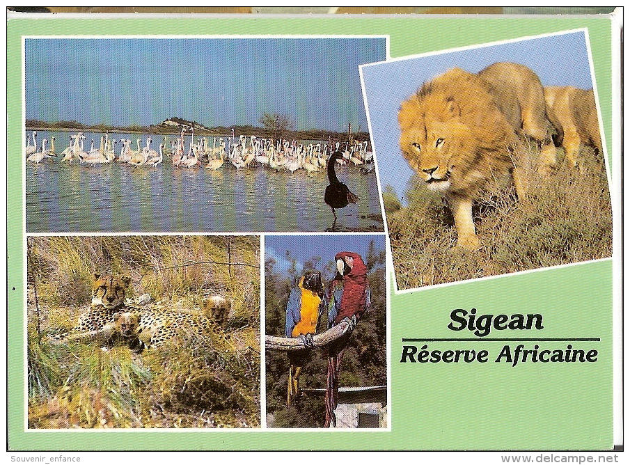 CP Sigean Multivues Multi Vues 11 Aude Réserve Africaine Lion Perroquet Animaux - Sigean