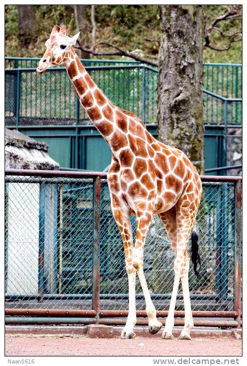 [NZ04-045   ]  Camelopardalis Giraffe  Girafe , Postal Stationery -Articles Postaux -- Postsache F - Girafes