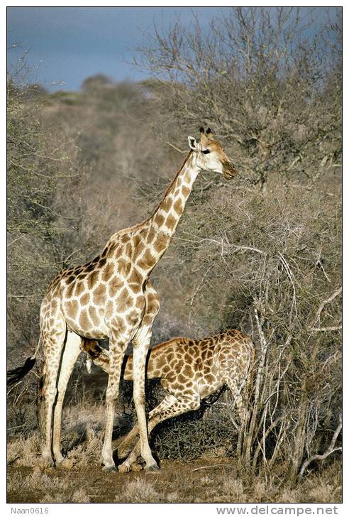 [NZ04-041   ]  Camelopardalis Giraffe  Girafe , Postal Stationery -Articles Postaux -- Postsache F - Giraffes