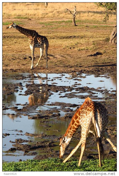 [NZ04-040   ]  Camelopardalis Giraffe  Girafe , Postal Stationery -Articles Postaux -- Postsache F - Jirafas