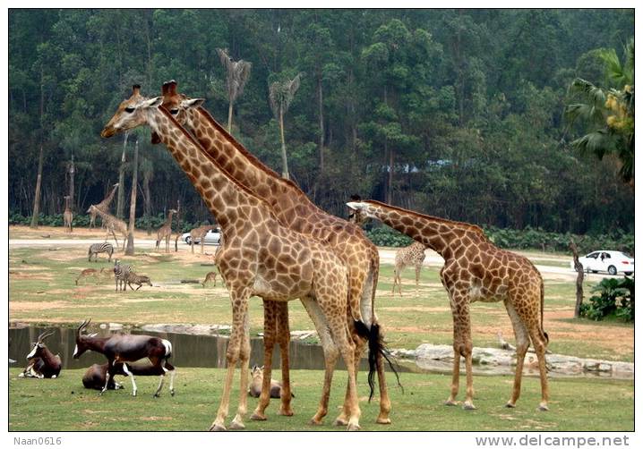 [NZ04-032  ]  Camelopardalis Giraffe  Girafe , Postal Stationery -Articles Postaux -- Postsache F - Giraffes