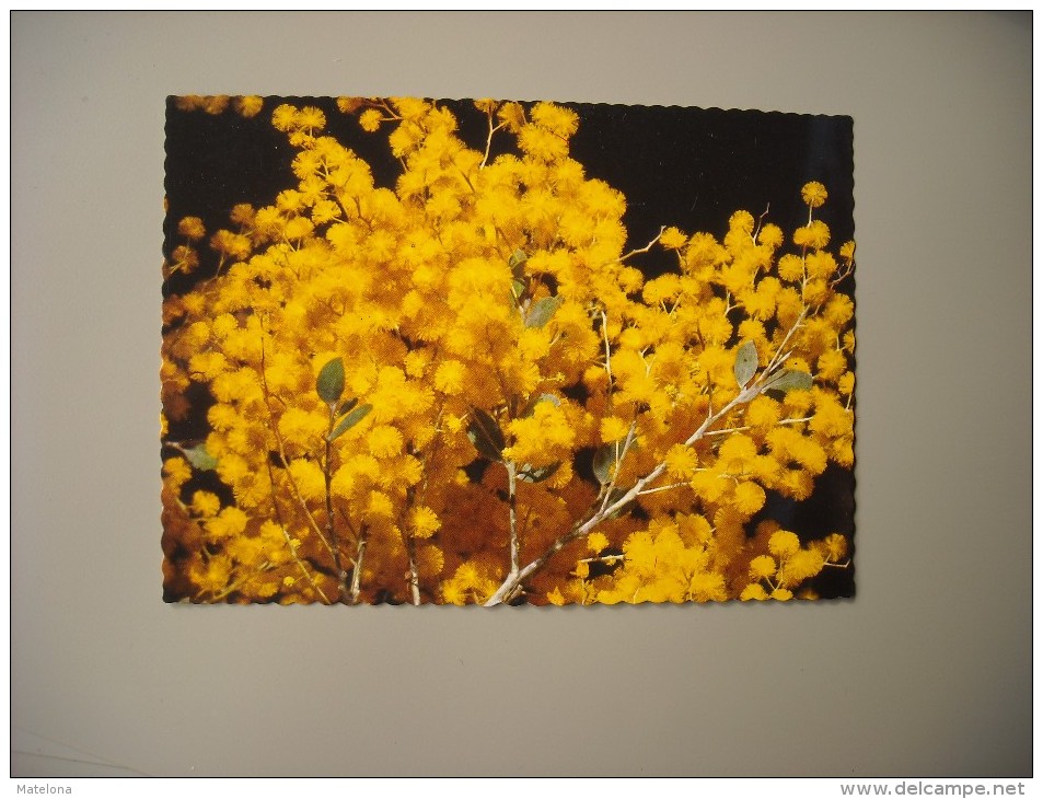 AUSTRALIE AUSTRALIA THE GOLDEN WATTLE AUSTRALIA'S FLORAL EMBLEM - Other & Unclassified