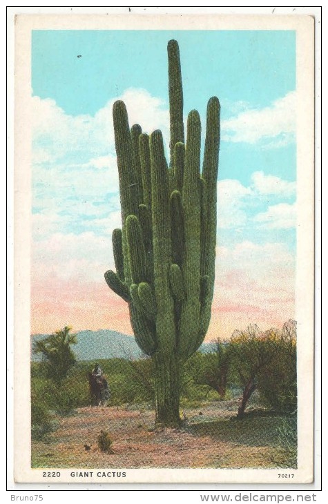 Giant Cactus - Cactus