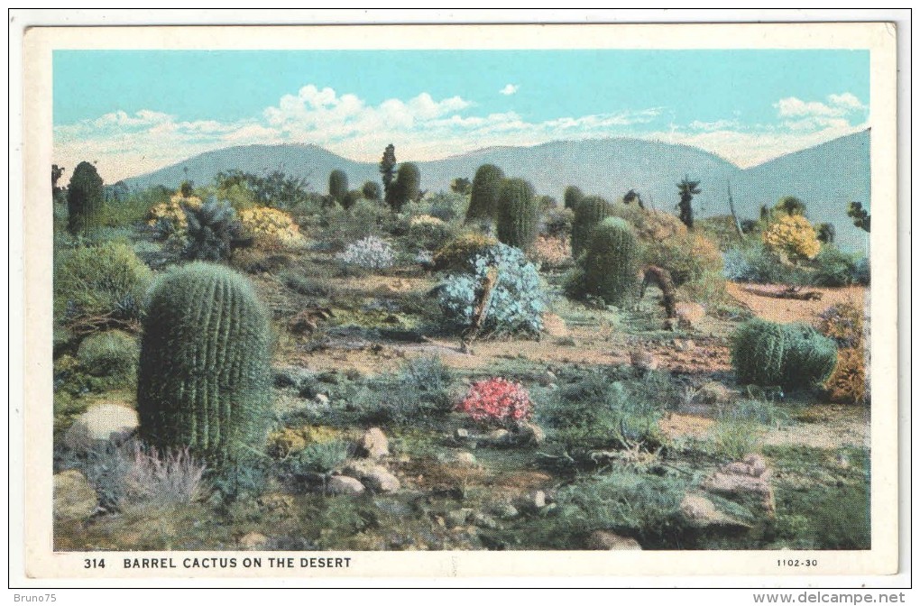 Barrel Cactus On The Desert - Cactusses