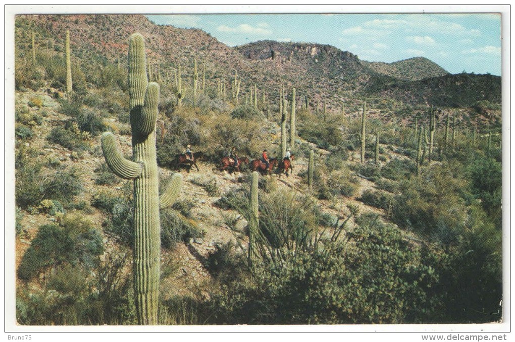 Cactus - Arizona Mountain Trails - Cactusses