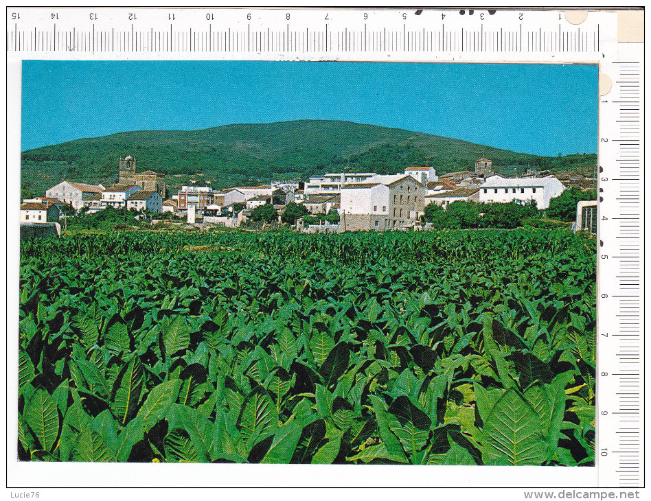 JARATZ    De  La  VERA   -    Caceres  -   Plantacion De  Tabaco Y Vista  Parcial - Cáceres