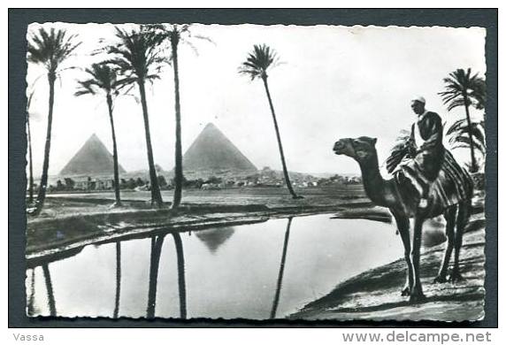 Missions Africaines - Un Beau Paysage Du Pays De Pharaon. Egypte . Pyramides , Camelier. Camel Chameau - Pyramids