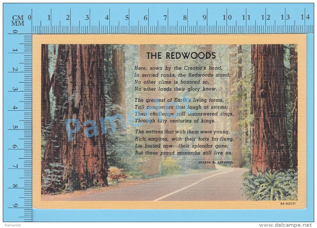 CPSM, The Redwoods  ( The Redwoods Poem, Poème Par Joseph B. Strauss ) Linen Postcard Recto/Verso - Autres & Non Classés