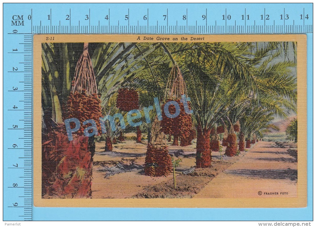 CPSM, Date Gardens ( Date Palms Grove On The Desert ) Linen Postcard Recto/Verso - Autres & Non Classés