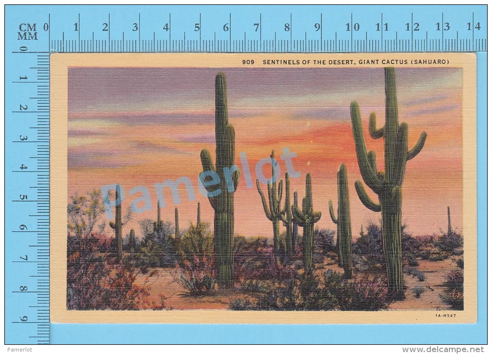 CPSM, Sahuaro ( Sentinels Of The Desert Giant Cactus  ) Linen Postcard Recto/Verso - Autres & Non Classés