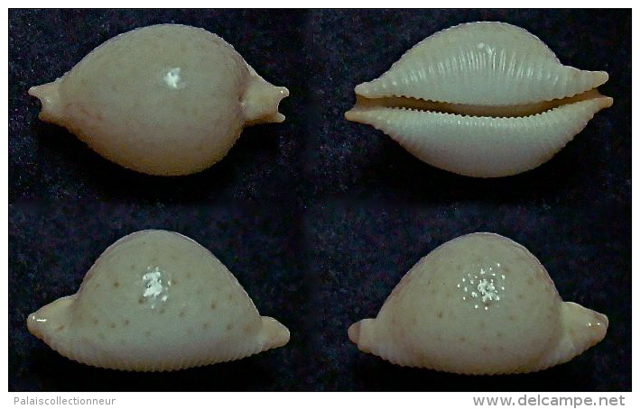 N°5062// CYPRAEA CICERCULA LIENARDI "Nelle-CALEDONIE"//F++/F+++ : 18,4mm - Coquillages