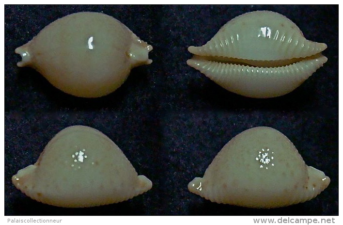 N°5065// CYPRAEA CICERCULA LIENARDI "Nelle-CALEDONIE"//GEM : 18,8mm - Coquillages