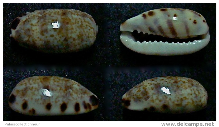 N°5075// CYPRAEA LISTERI "Nelle-CALEDONIE"//F+++ : 16,8mm - Coquillages