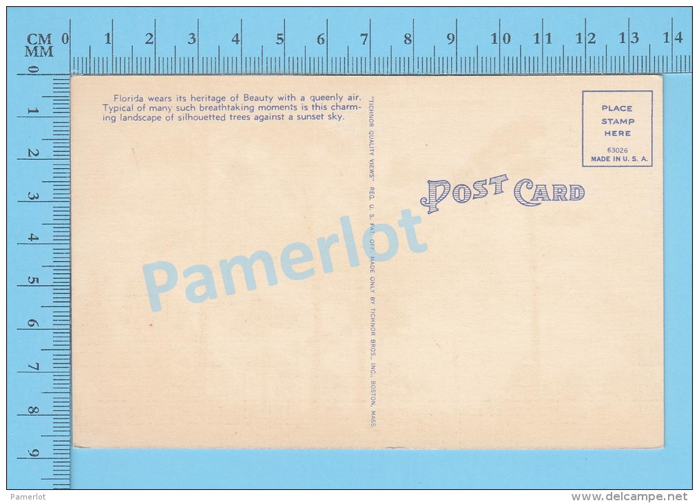 CPSM, Florida ( A Florida Sunset As Seen Through Caribbean Pines) Linen Postcard Recto/Verso - Autres & Non Classés