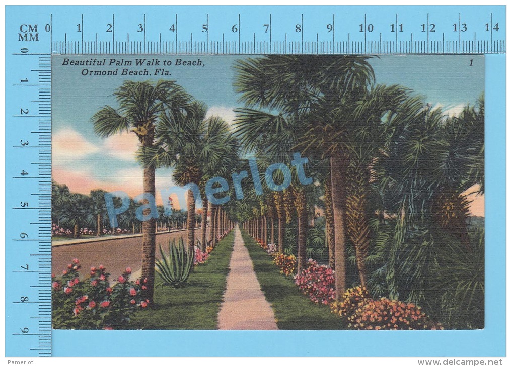 CPSM, Florida ( Beautiful Palm Walk To Beach, Ormond Beach Daytona ) Linen Postcard Recto/Verso - Daytona