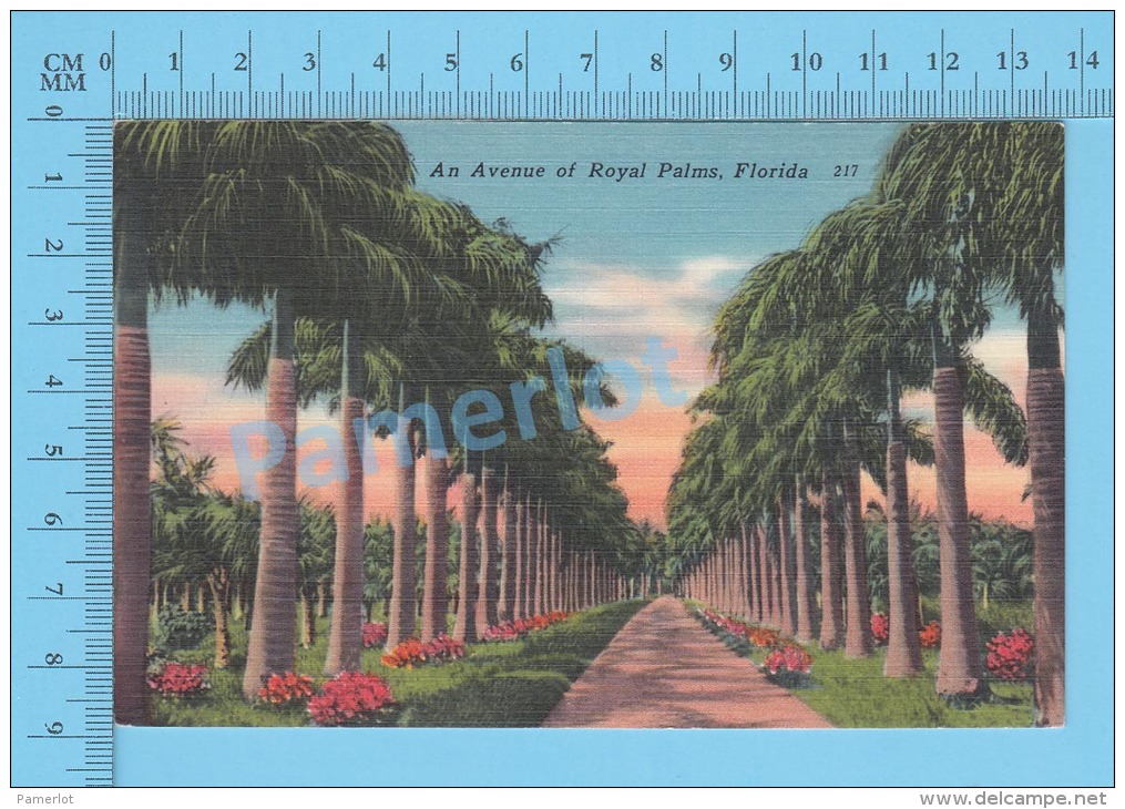 CPSM, Florida ( An Avenue Of Royal Palm  ) Linen Postcard Recto/Verso - Autres & Non Classés