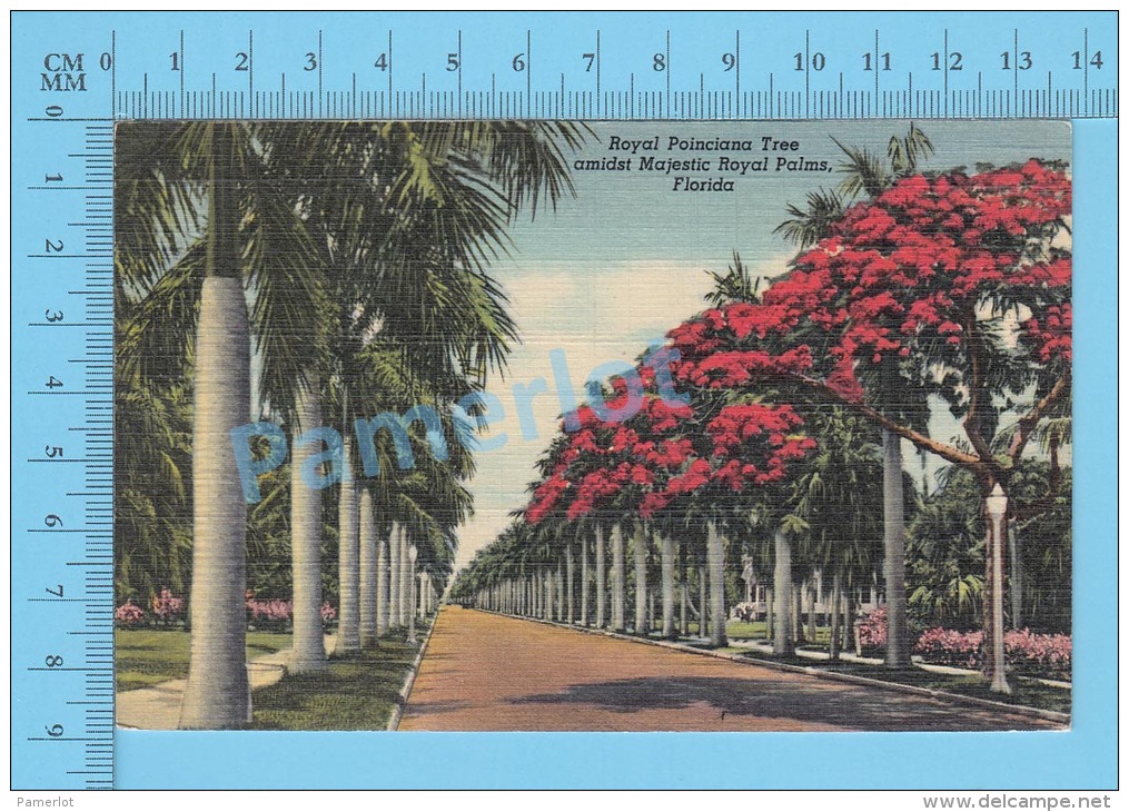 CPSM, Florida ( Royal Poinciana Tree, Amidst Majestic Royal Palms ) Linen Postcard Recto/Verso - Autres & Non Classés