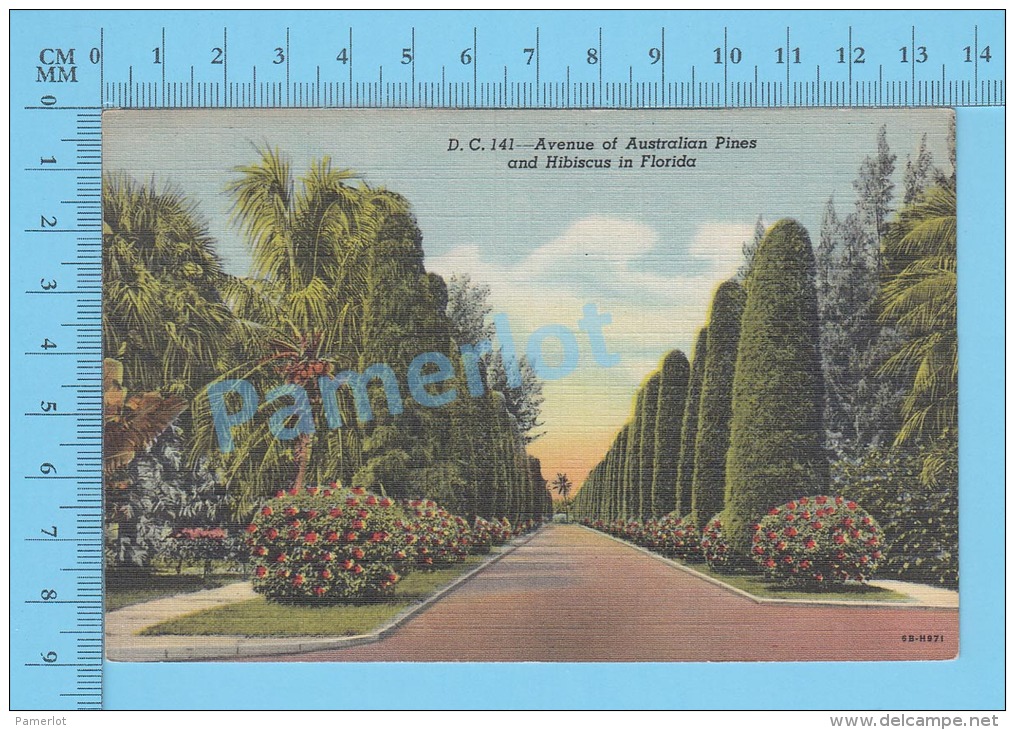 CPSM, Florida ( Avenue Of Australian Pines And Hibiscus In Florida ) Linen Postcard Recto/Verso - Autres & Non Classés