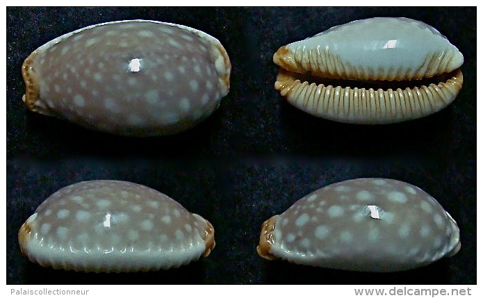 N°5111// CYPRAEA LIMACINA FACIFER "Nelle-CALEDONIE"//GEM : 27,3mm - Coquillages