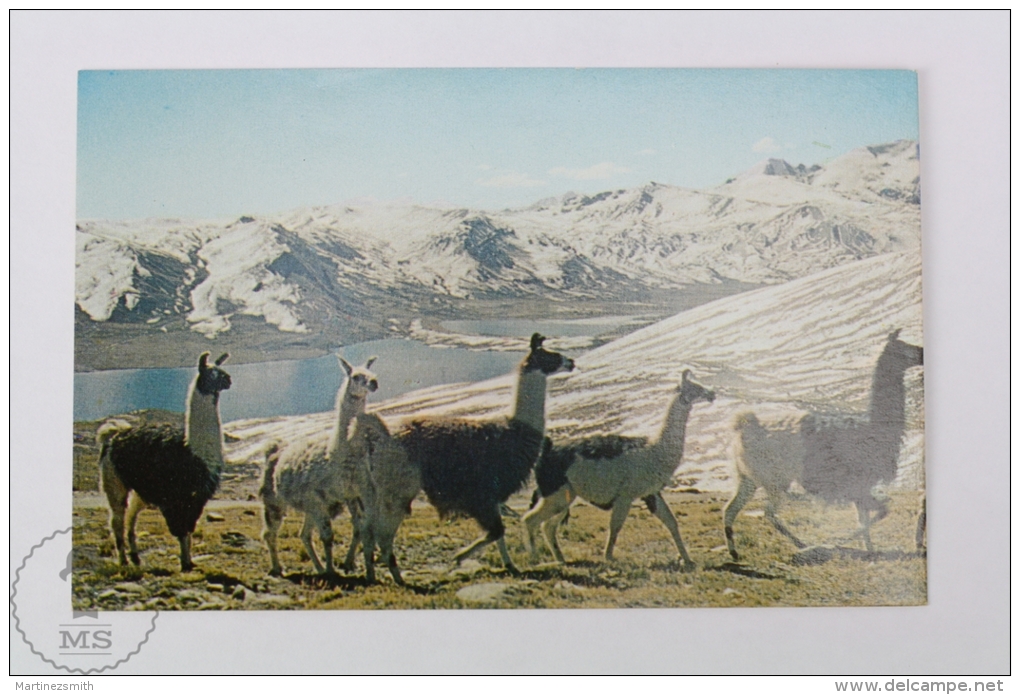 Postcard Bolivia - Cordillera De Los Andes/ Andes Chain Of Mountains/ Proximate To Chacaltaya - Bolivië