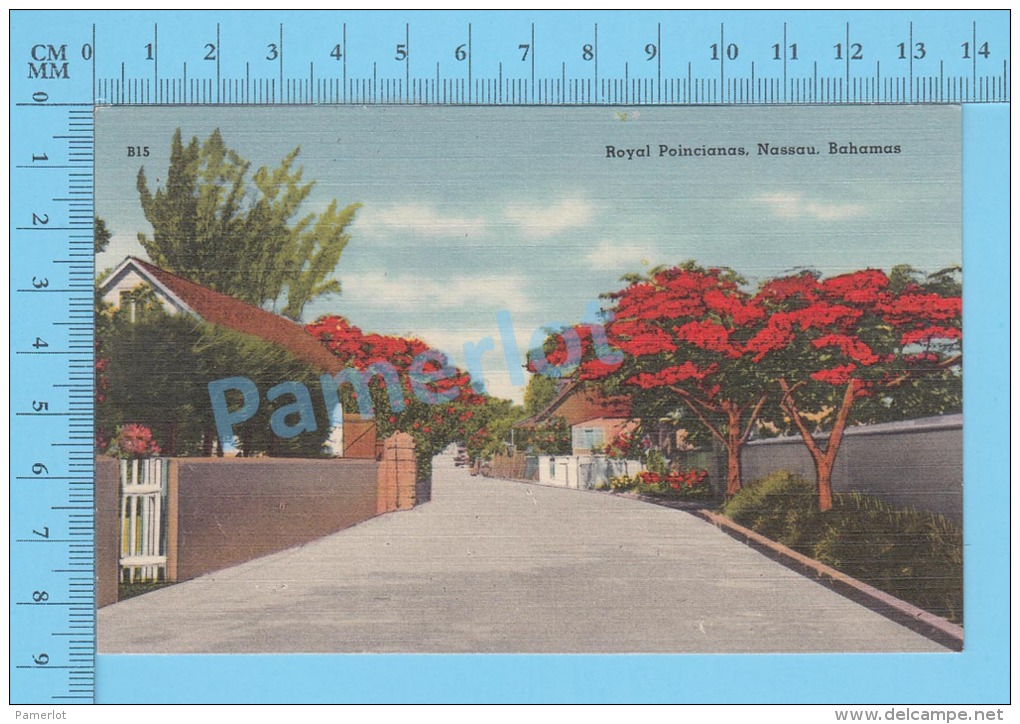 CPSM, Bahamas ( Royal Poincianas At Nassau ) Linen Postcard Recto/Verso - Autres & Non Classés