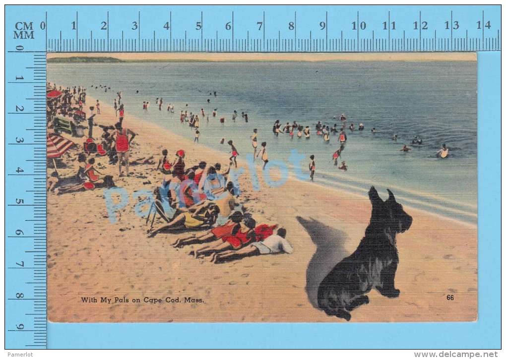 CPSM, Massachusetts (With My Pals On Cape Cod, Surrealiste) Linen Postcard Recto/Verso - Cape Cod