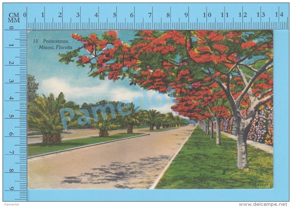 CPSM, Florida ( Poincianas Tree At Miami ) Linen Postcard Recto/Verso - Autres & Non Classés