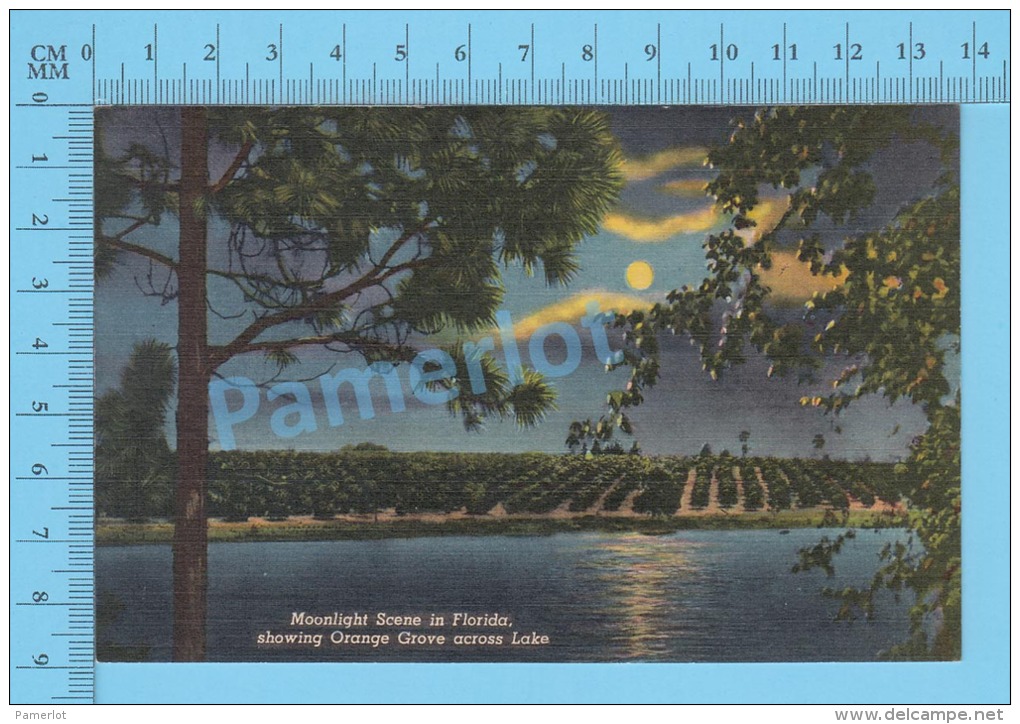 CPSM, Florida ( Moonlight Scene Showing Orange Grove Acros Lake,) Linen Postcard Recto/Verso - Culture