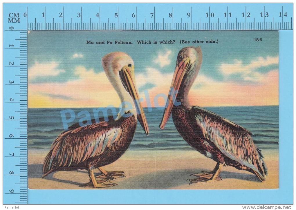 CPSM, Florida ( Ma And Pa Pelican Wich Is Wich, See Other Side.  ) Linen Postcard Recto/Verso - Autres & Non Classés