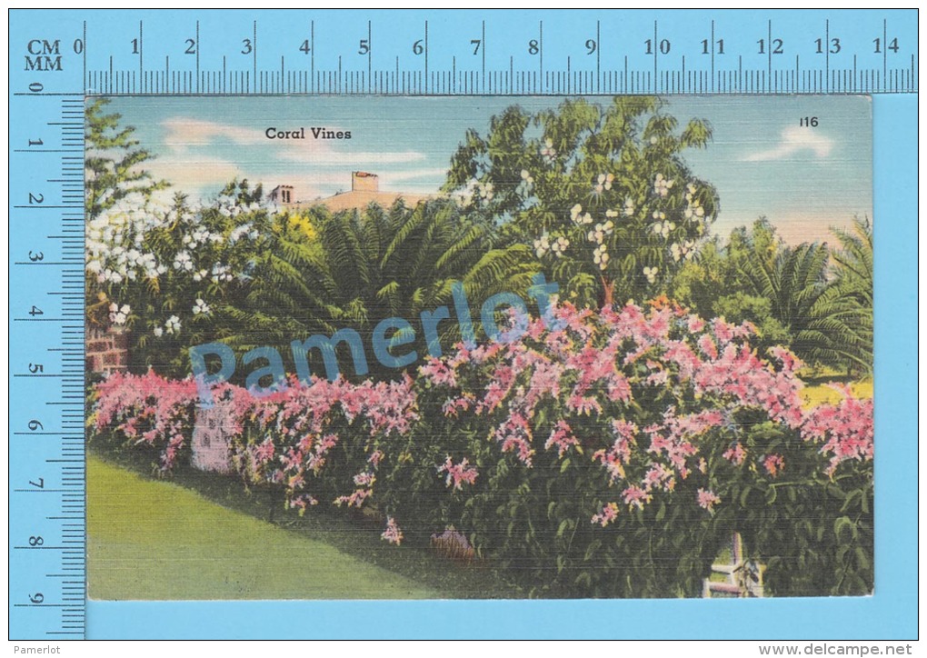 CPSM, Florida ( Coral Vines ) Linen Postcard Recto/Verso - Autres & Non Classés