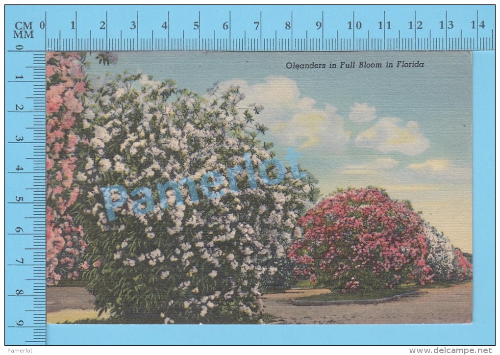 CPSM, Florida ( Oleanders In Full Bloom In Florida ) Linen Postcard Recto/Verso - Autres & Non Classés