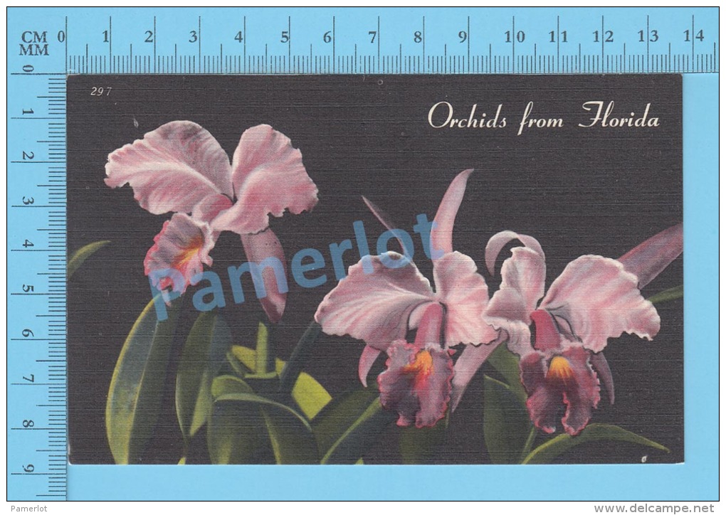 CPSM, Florida (Orchids From Florida) Linen Postcard Recto/Verso - Autres & Non Classés