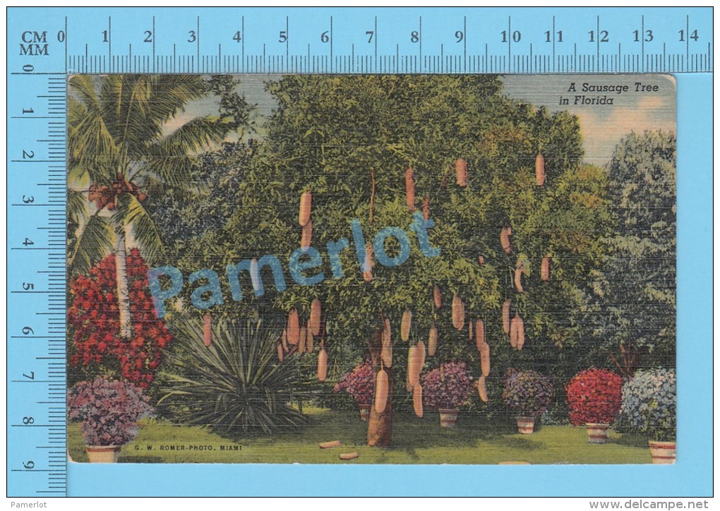 CPSM, Florida (  A Sausage Tree In Florida, Cover Hollywood 1957 Fl  ) Linen Postcard Recto/Verso - Autres & Non Classés