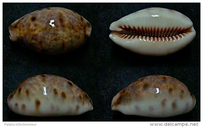 N°5125// CYPRAEA LYNX CALEDONICA "Nelle-CALEDONIE"//GEM : 34,6mm - Seashells & Snail-shells