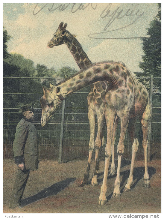 ALTE POSTKARTE ZOO HAMBURG GIRAFFE GIRAFFEN NETZGIRAFFE Girafe Tierpark Garden Jardin Zoologique Postcard Ansichtskarte - Girafes